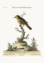 Der grüne indische Fliegenschnäpper, 1749-73